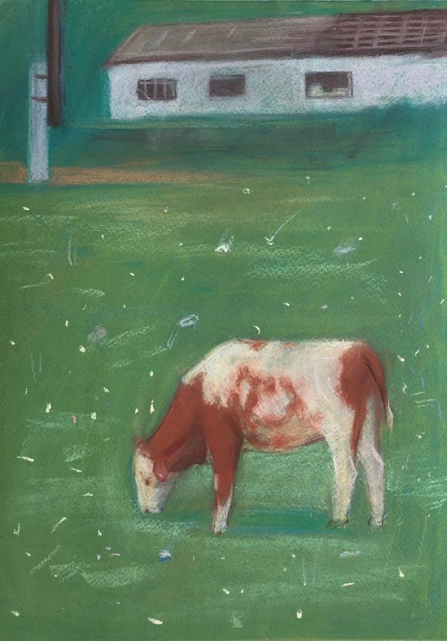 A cow